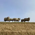 Knutzenswarft - Bernstein *
